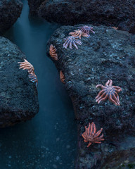 Starfish (Stichaster australis) on Motukiekie beach, New Zealand.