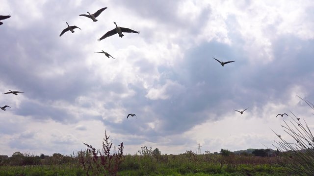 Flock of Geese Flying Overhead