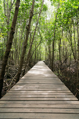 Obraz premium Path in Mangrove forest 