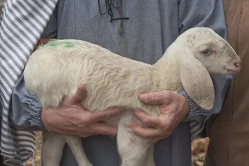 Store enrouleur Moutons agneau avec berger