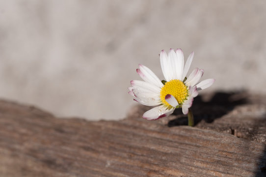 margherita solitaria