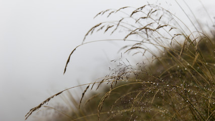 Feuchtes Gras im Nebel