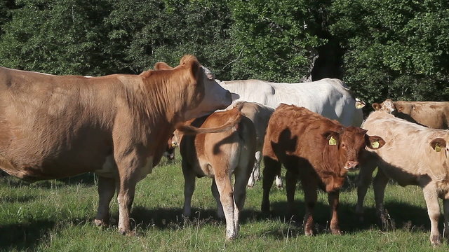 Cattle herd resting and grazing on pasture. Cows and calves. There is different cattle breeds: Charolais, Limousin and crossbreeds.