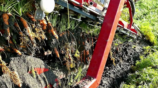 Combine to harvest carrots