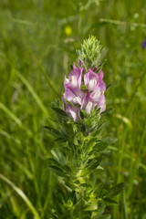 Field Restharrow blooming - Ononis arvensis