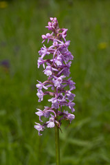 Fragrant orchid, is a herbaceous plant,  family Orchidaceae - Gymnadenia conopsea