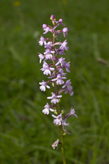 Fragrant orchid, is a herbaceous plant,  family Orchidaceae - Gymnadenia conopsea
