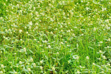 Grass field of The Globe amaranth flower with Selective focus
