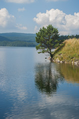 Summer lake landscape