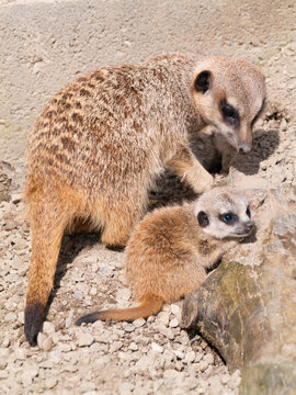 Meerkat in the sunshine with baby