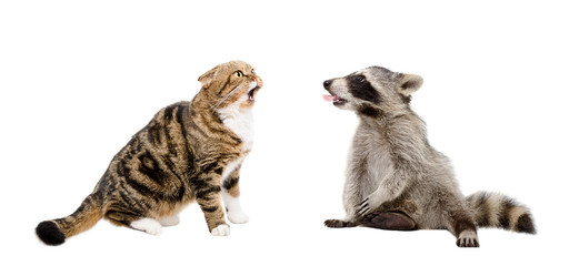Meowing cat Scottish Fold and raccoon showing tongue together