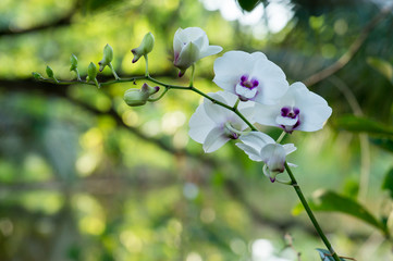 Purple orchid flower, selective focus 

