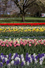 tulip field in North Holland during spring