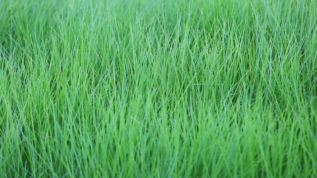 Green grass in shallow DOF full HD video