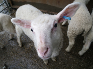 Naklejka premium Young lamb looking into the camera