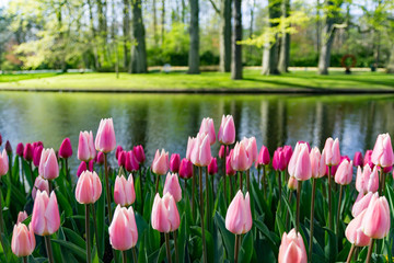 tulip field in North Holland during spring