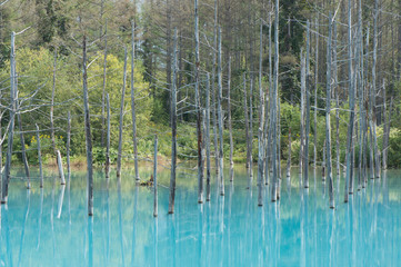 Blue pond (Aoiike) in Biei, Hokkaido, Japan