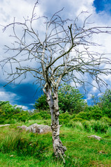 lonely single tree on the meadow before the storm
