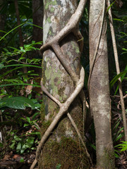 Tropical rainforest jungle vine wrapping around tree