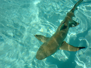 Fototapeta premium Blacktip reef sharks in the lagoon of Moorea, French Polynesia.