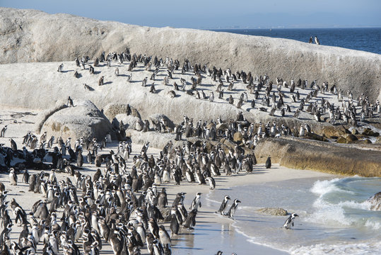 african penguins at Bolders Beach