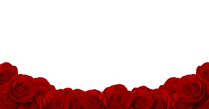 Fototapeta red roses flower with white background
