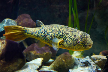 Mbu pufferfish (tetraodon mbu)