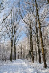 Forest in winter