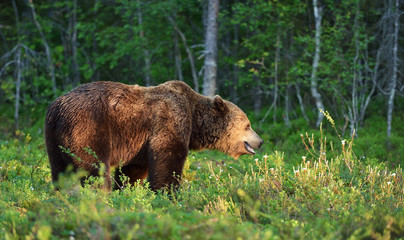 male brown bear in forest