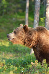 male brown bear head