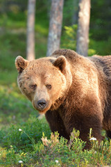 Fototapeta na wymiar big brown bear portrait in forest