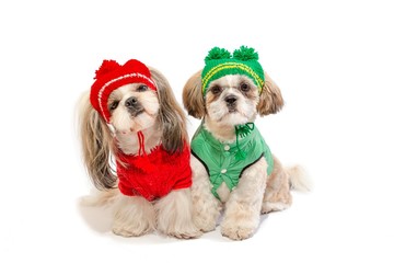 Two beautiful shih-tzu puppies smiling in winter clothes