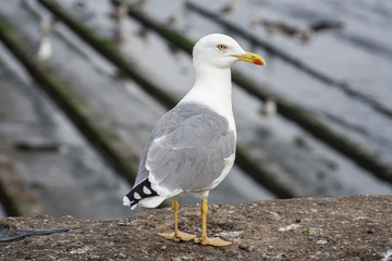 Fototapeta premium Bird