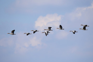 Gęsi w locie © moniadk