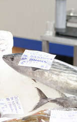 Naklejka premium tuna fish