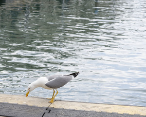 seagull