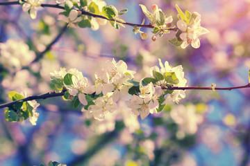 Obraz premium Vintage blossoming orchard