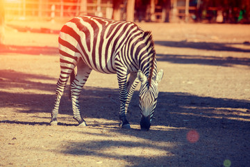 Walking zebras in the national park