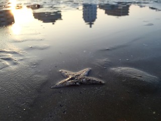 Starfish