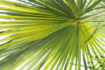 Crédence de cuisine en verre imprimé Palmier wide relief palm leaf