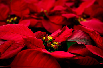red flowers Background