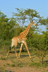 Fototapeta premium Girafe courant dans la savane