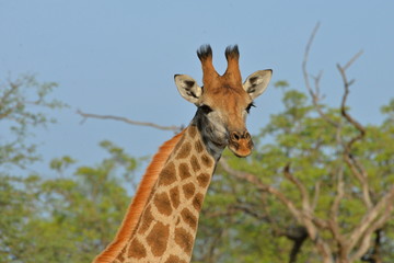 Girafe, face à face