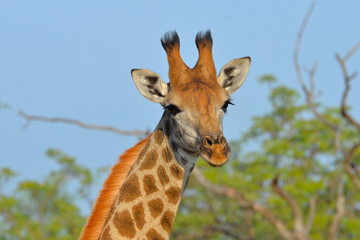 Girafe, face à face