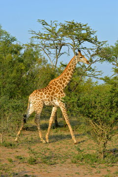 Girafe courant dans la savane