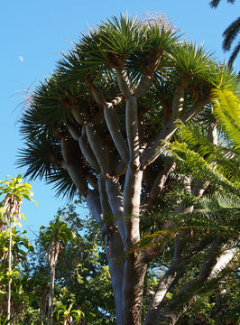 Dragonnier l'Arbre end&eacute;mique de Canaries 