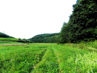 Meadow and forest