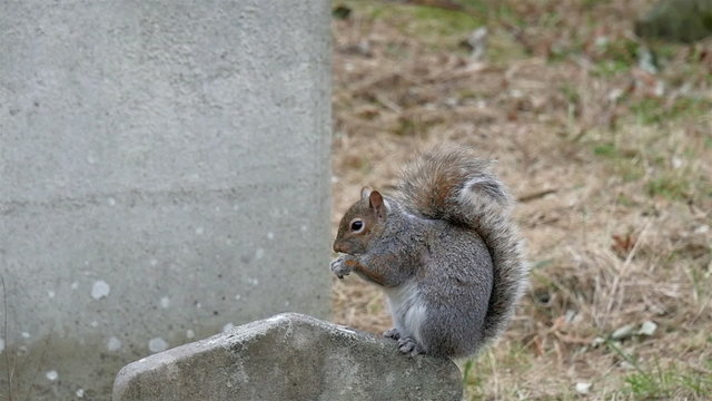 A gray squirrel munching on a nut. Squirrels are members of the family Sciuridae consisting of small or medium-size rodents