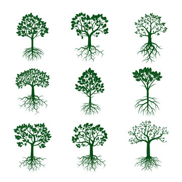 Set of Green Trees and Roots
