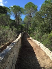 A path amongst the pines